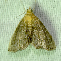 Stegea eripalis