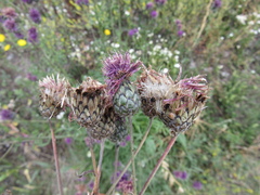 Centaurea scabiosa apiculata
