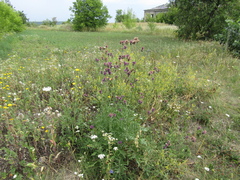 Centaurea scabiosa apiculata