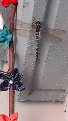 Cordulegaster boltonii