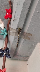 Cordulegaster boltonii