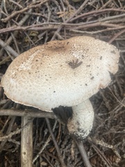Agaricus langei