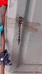 Cordulegaster boltonii