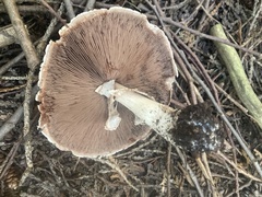 Agaricus langei