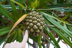 Pandanus heterocarpus