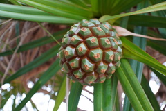 Pandanus heterocarpus