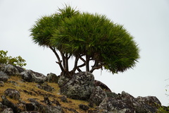 Pandanus heterocarpus