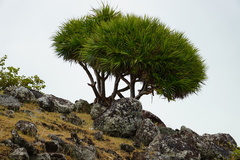 Pandanus heterocarpus