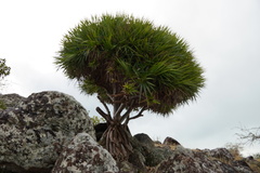 Pandanus heterocarpus