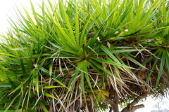 Pandanus heterocarpus