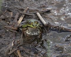 Pelophylax