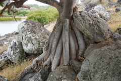 Pandanus heterocarpus