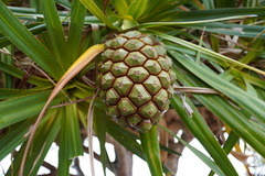 Pandanus heterocarpus