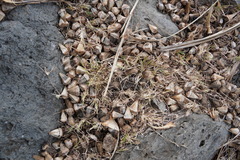 Pandanus heterocarpus