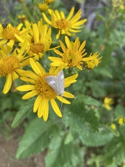 Udea alpinalis
