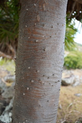 Pandanus heterocarpus