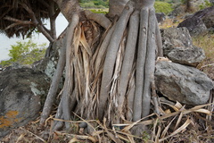 Pandanus heterocarpus