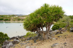 Pandanus heterocarpus
