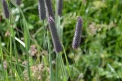 Phleum alpinum