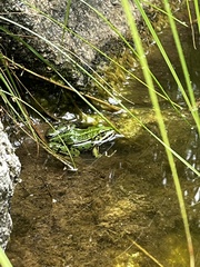 Pelophylax lessonae