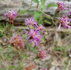Vernonia texana