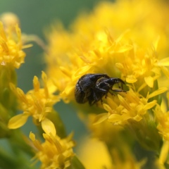 Odontocorynus