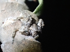 Stephanopis altifrons