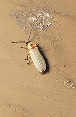 Photinus marginellus