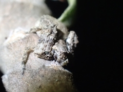 Stephanopis altifrons