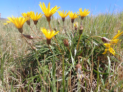 Gazania linearis linearis