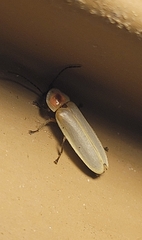 Photinus marginellus