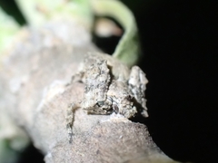 Stephanopis altifrons