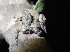 Stephanopis altifrons