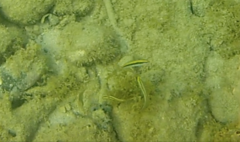 Thalassoma bifasciatum