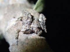 Stephanopis altifrons