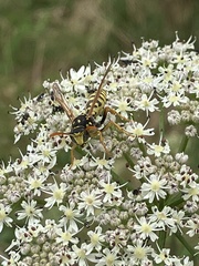 Polistes dominula