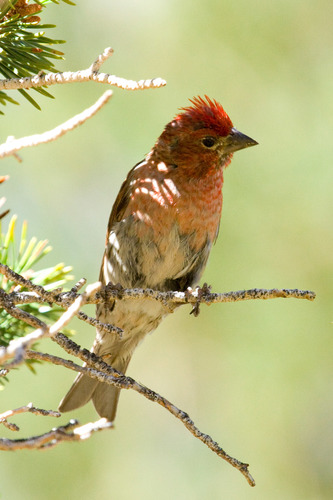 Cassin's Finch
