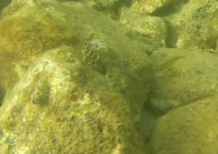 Sparisoma viride