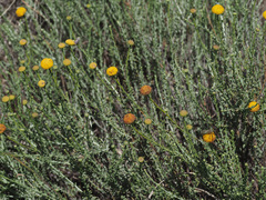 Pentzia globosa