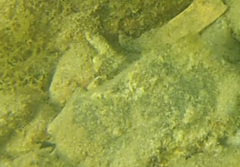 Sparisoma viride