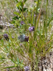 Pseudophilotes vicrama