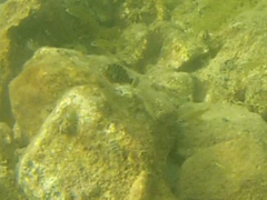 Sparisoma viride