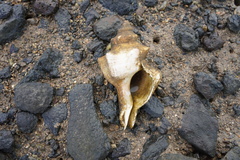 Pleuroploca trapezium