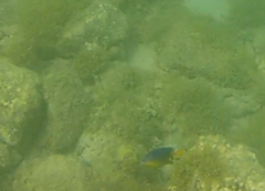 Stegastes