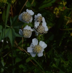 Achillea atrata