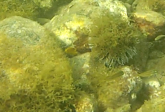Stegastes planifrons