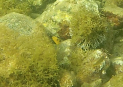 Stegastes planifrons