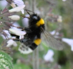 Bombus terrestris