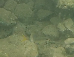 Mulloidichthys martinicus