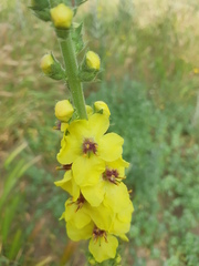 Verbascum